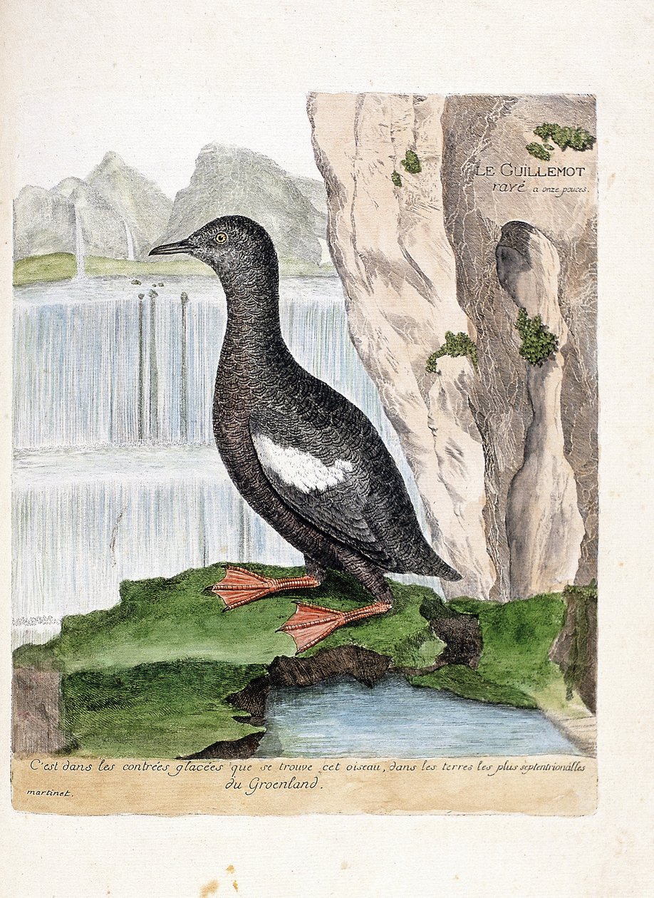 Zoologische kaart (ornithologie): gestreepte alk (cepphus grylle). Illustratie in 