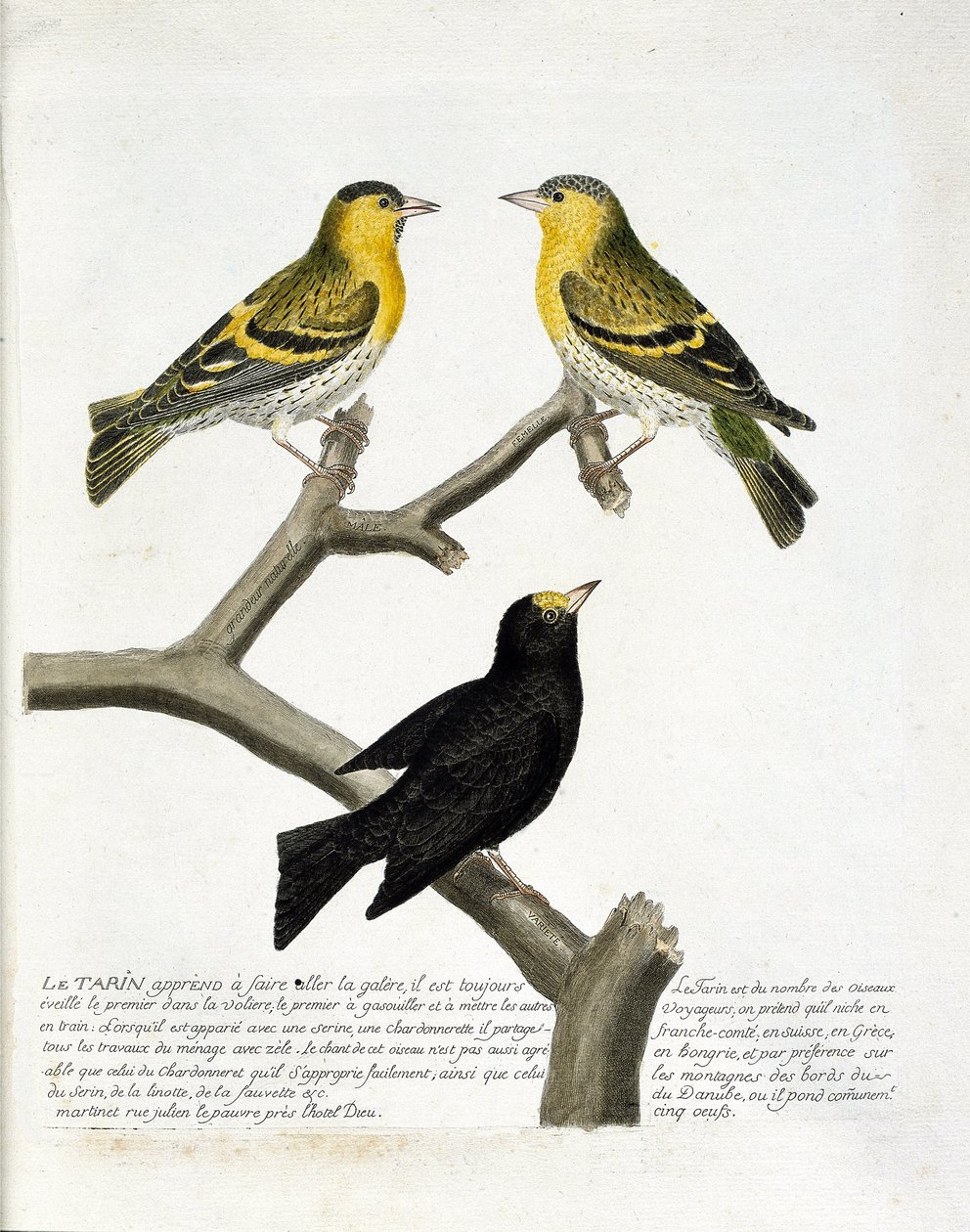 Zoologische kaart (ornithologie): Sijs (elzensijs of carduelis spinus). Linksboven: mannetje, rechts: vrouwtje. Onder: een andere variëteit. Illustratie in 