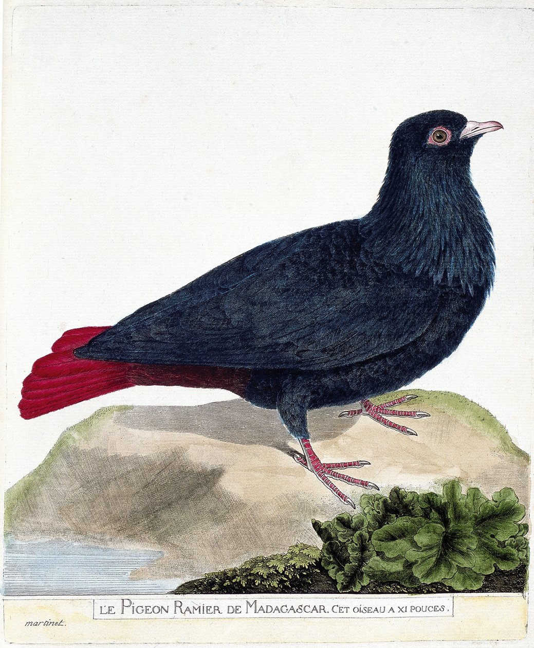Zoologische kaart (ornithologie): De takduif van Madagaskar (Blauwe Founingo of alectroenas madagascariensis). Illustratie in 