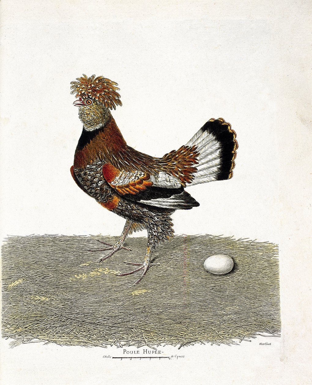 Zoologische kaart (ornithologie): De kip (huishoen of gallus gallus) en zijn ei. Illustratie in 