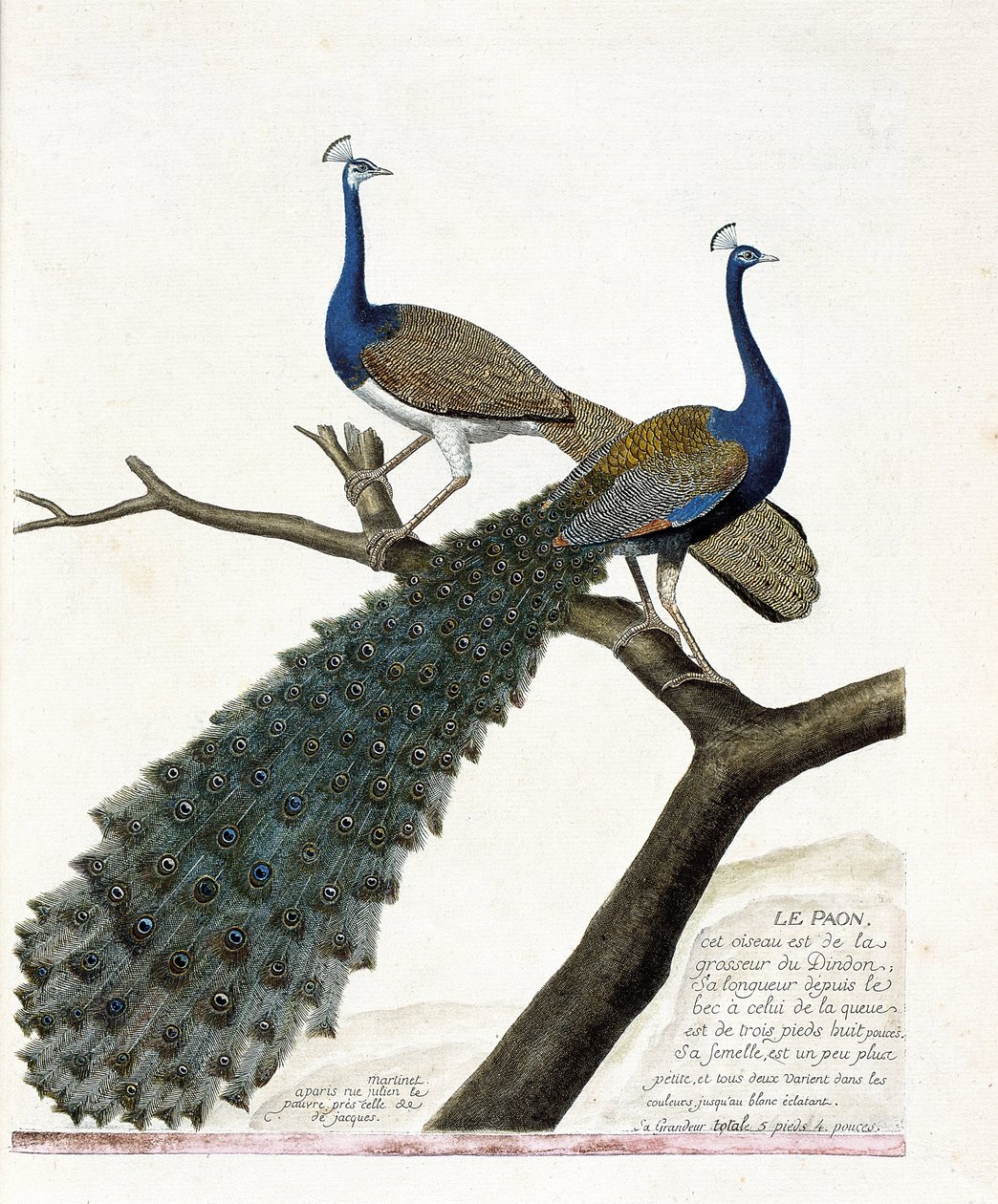 Zoologische kaart (ornithologie): De pauw (blauwe pauw of pavo cristatus). Illustratie in 