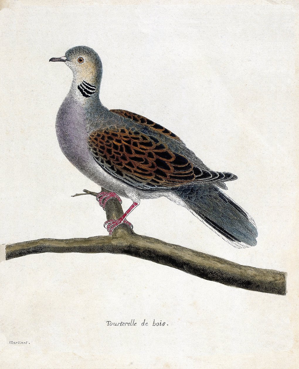 Zoologische kaart (ornithologie): Houtduif (houtduif of streptopelia turtur) op een tak. Illustratie in "De Geschiedenis van de Vogels, Geschilderd in Hun Verschijning en Gevoelige Aspecten" door Francois Nicolas Martinet (1731-1800). Privécollectie. door Francois Nicolas Martinet