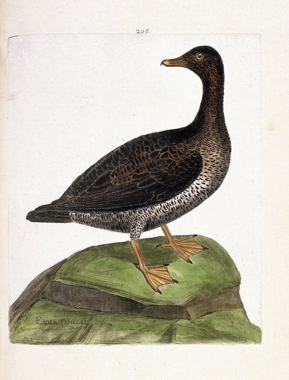 Zoologische kaart (ornithologie): vrouwelijke eider (eider of somateria mollissima). Illustratie in 
