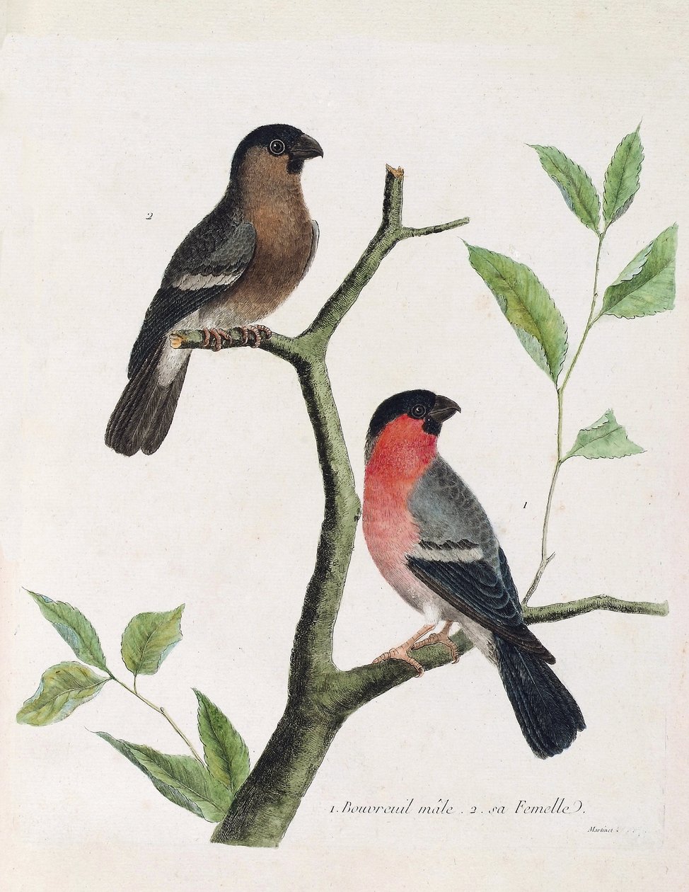 Zoologisch bord (ornithologie): van onder naar boven: mannelijke en vrouwelijke bouvreil (pioen bouvreil of pyrrhula pyrrhula) op een tak. Illustratie in 
