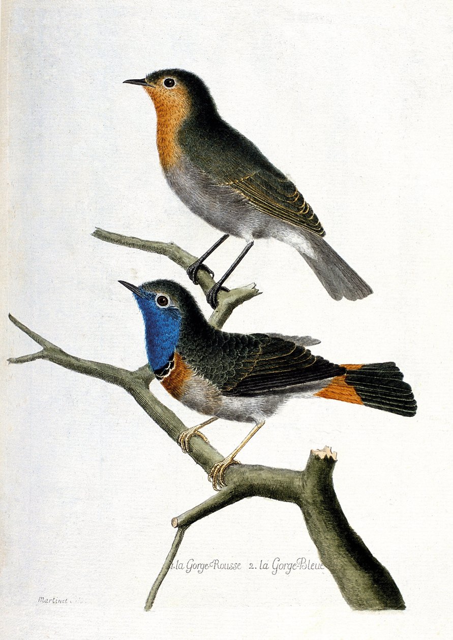 Zoologische kaart (ornithologie): van boven naar beneden: de roodborst (roodborst of erithacus rubecula) en de blauwborst (blauwborst of luscinia svecica) op een tak. Illustratie in "De Geschiedenis van de Vogels, Geschilderd in Hun Verschijning en Gevoeli door Francois Nicolas Martinet