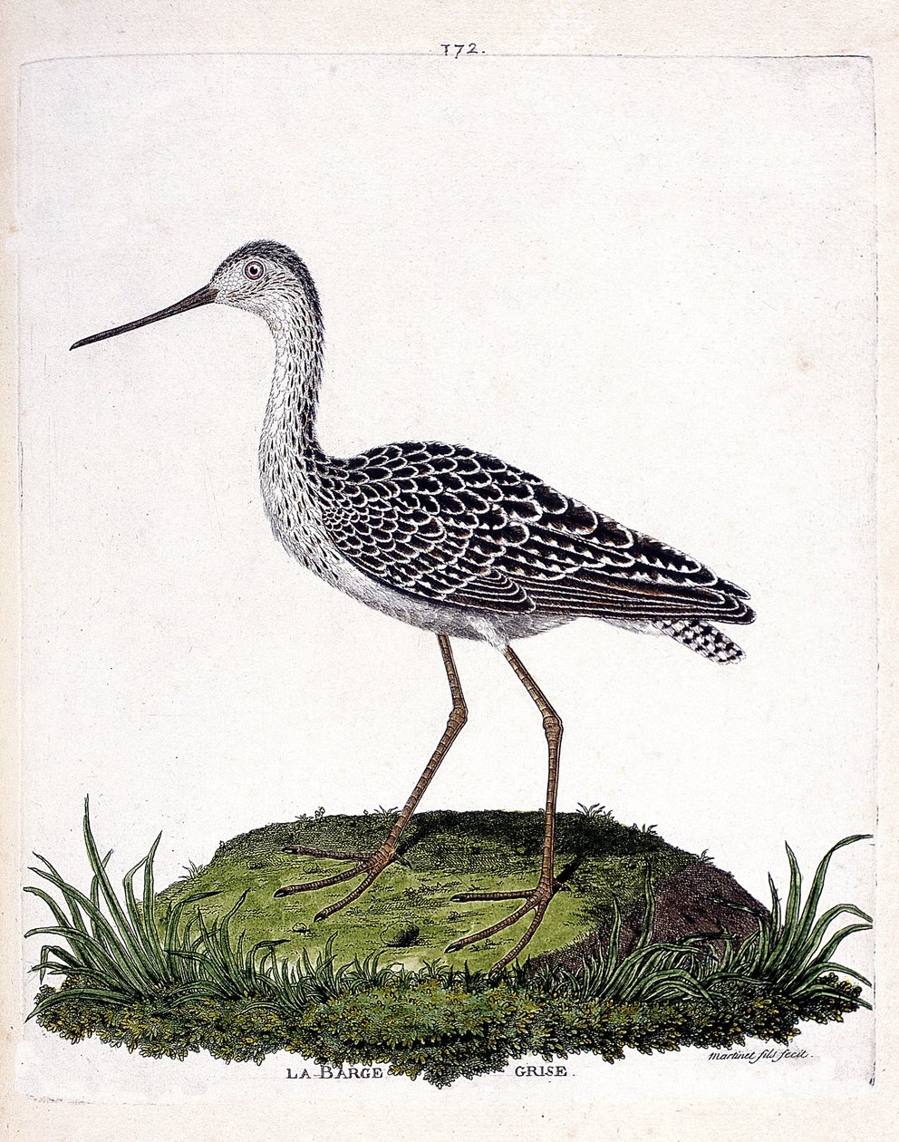 Zoologische kaart (ornithologie): grijze barge (rode barge of limosa lapponica). Illustratie in 