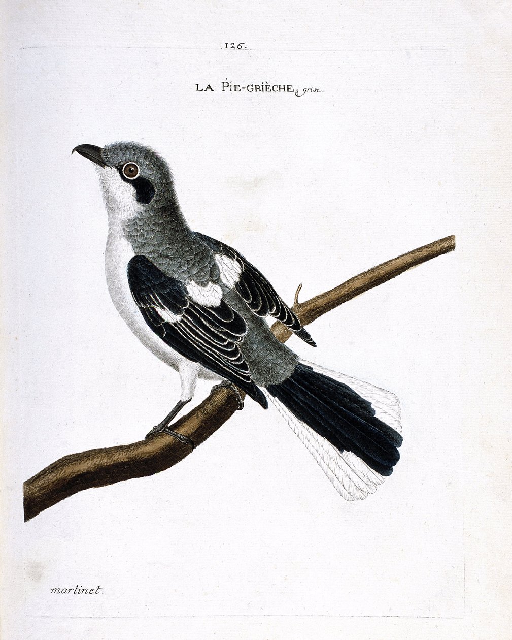 Zoologische kaart (ornithologie): grijze klauwier (grijze klauwier of lanius excubitor) op een tak. Illustratie in 