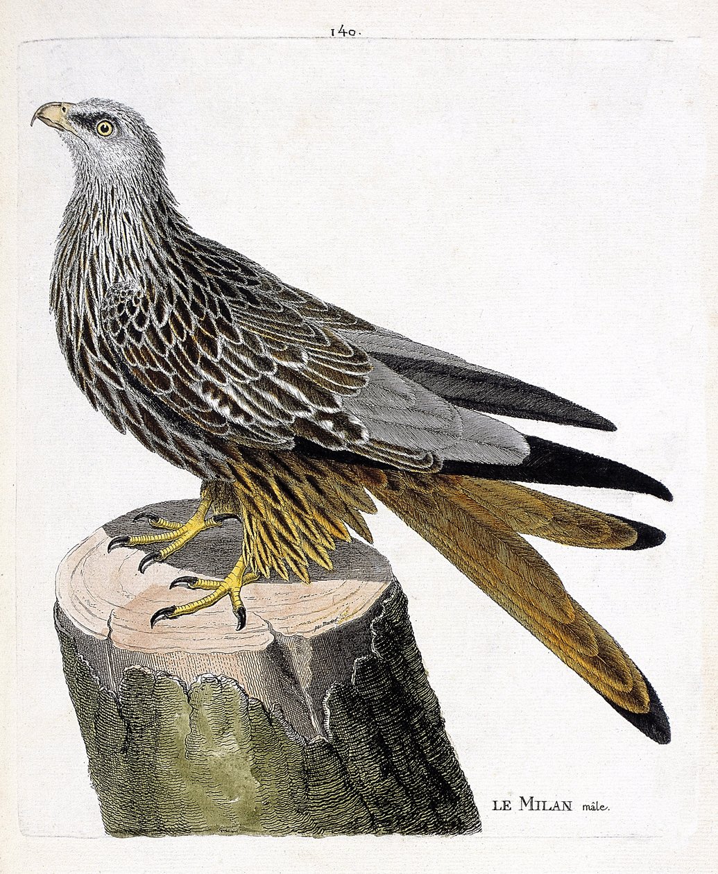 Zoologische kaart (ornithologie): mannelijke Milan (koninklijke of milvus milvus). Illustratie in 