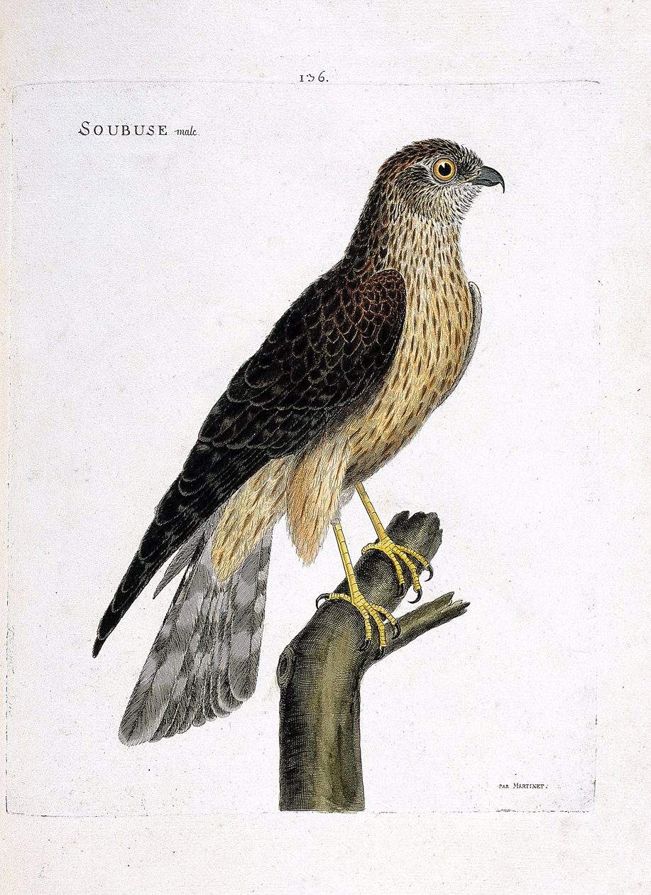 Zoologische kaart (ornithologie): mannelijke soubuse (busard saint martin of circus cyaneus) op een tak. Illustratie in “De Geschiedenis van de Vogels, Geschilderd in Hun Verschijnende en Gevoelige Aspecten” door Francois Nicolas Martinet (1731-1800). Priv door Francois Nicolas Martinet