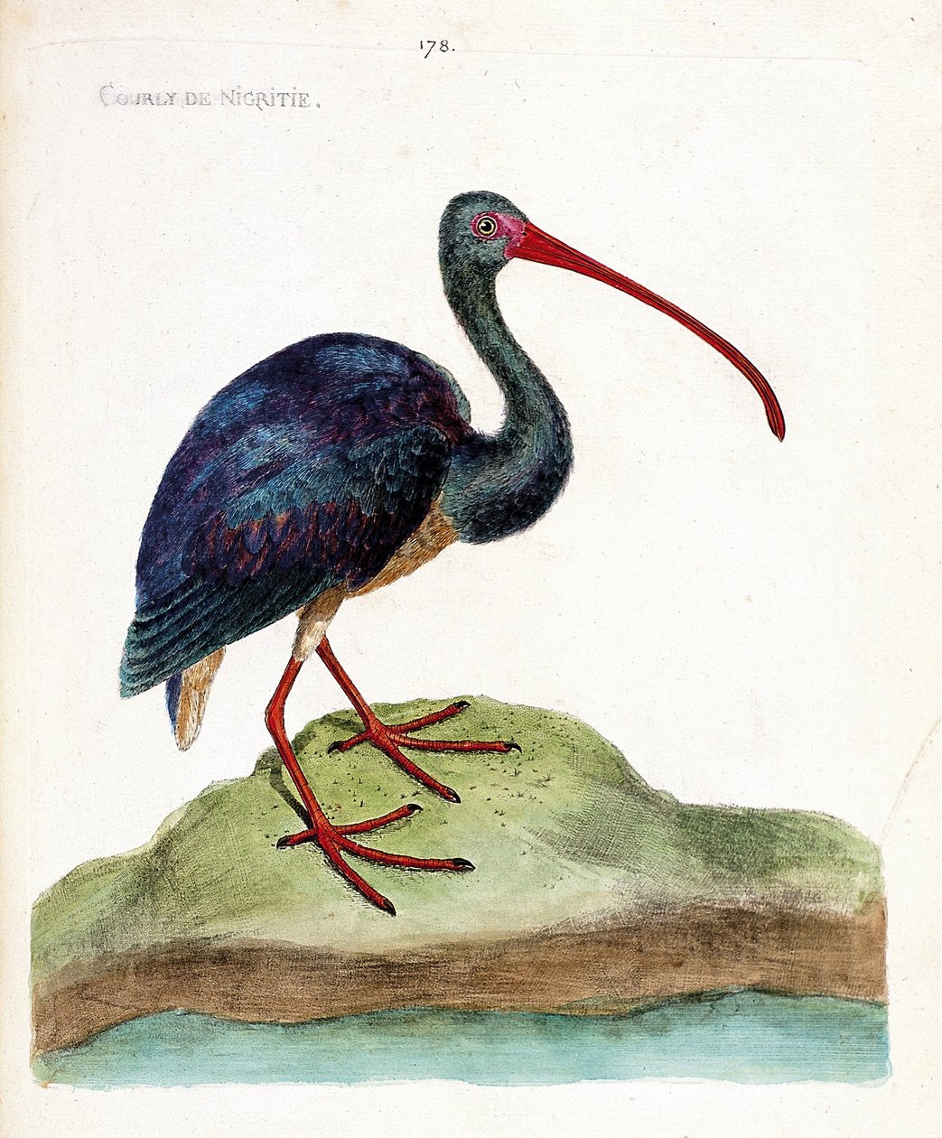 Zoologische kaart (ornithologie): nigritie