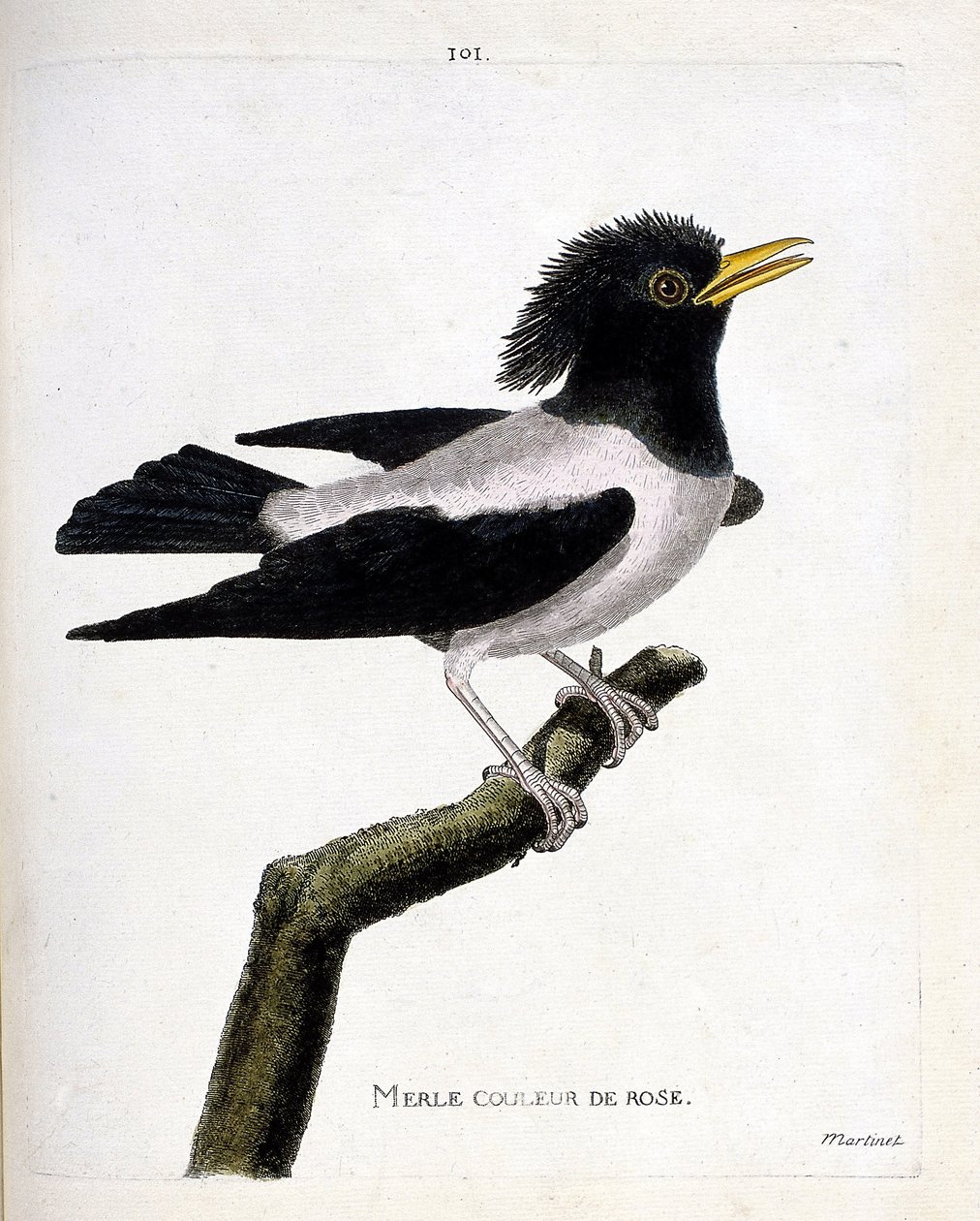 Zoologische kaart (ornithologie): roze merel (roze spreeuw of sturnus roseus) op een tak. Illustratie in “De Geschiedenis van de Vogels, Geschilderd in Hun Verschijnende en Gevoelige Aspecten” door Francois Nicolas Martinet (1731-1800). Privécollectie. door Francois Nicolas Martinet
