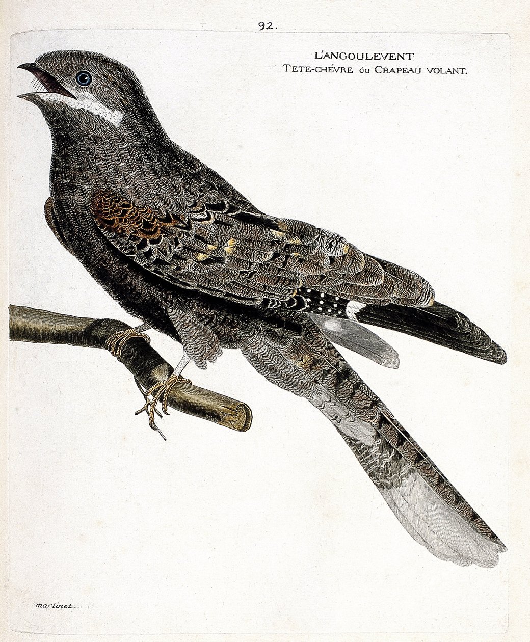 Zoologische kaart (ornithologie): de nachtzwaluw (nachtzwaluw of caprimulgus europaeus) op een tak. Illustratie in 