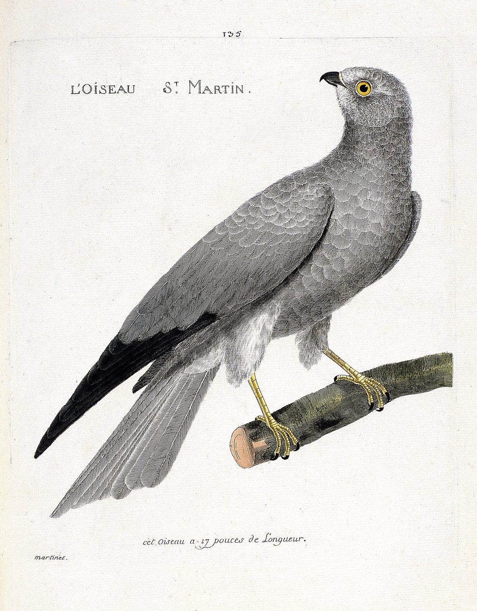 Zoologische kaart (ornithologie): de vogel sint maarten (busard sint maarten of circus cyaneus) op een tak. Illustratie in 