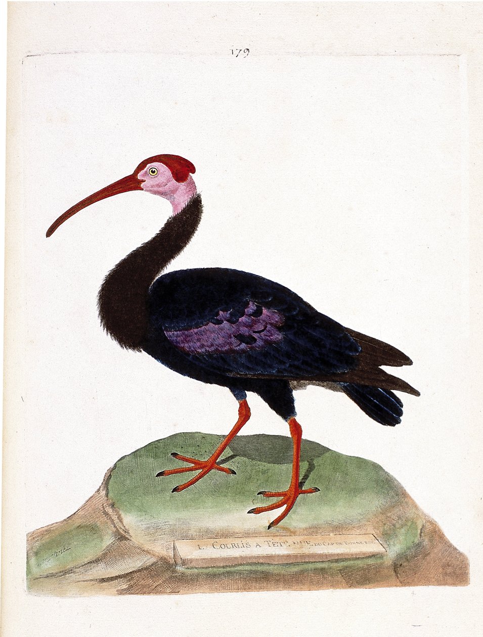 Zoologische kaart (ornithologie): de wulp heeft een kale kop van de kaap de goede hoop (ibis du cap of geronticus calvus). Illustratie in "De Geschiedenis van de Vogels, Geschilderd in Hun Verschijning en Gevoelige Aspecten" door Francois Nicolas Martinet  door Francois Nicolas Martinet