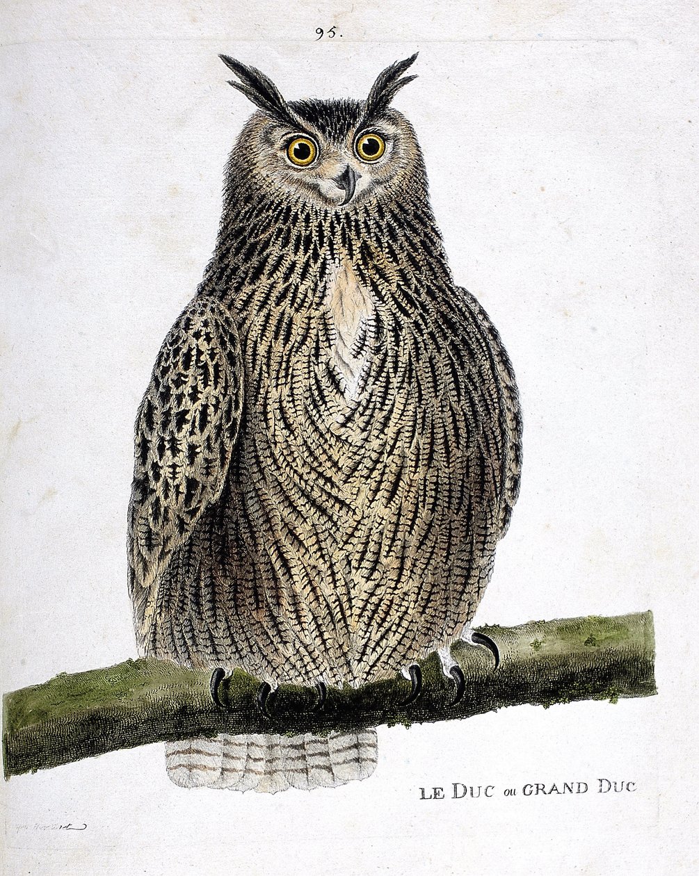 Zoologische kaart (ornithologie): de hertog of grote hertog (grote hertog of bubo bubo) op een tak. Illustratie in “De Geschiedenis van de Vogels, Geschilderd in Hun Verschijnende en Gevoelige Aspecten” door Francois Nicolas Martinet (1731-1800). Privécoll door Francois Nicolas Martinet