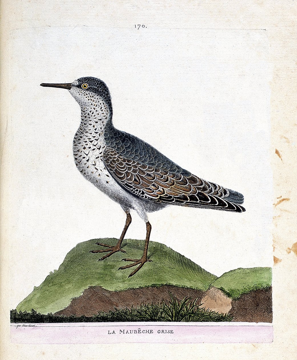 Zoologische kaart (ornithologie): de paarse strandloper (paarse strandloper of calidris maritima). Illustratie in 