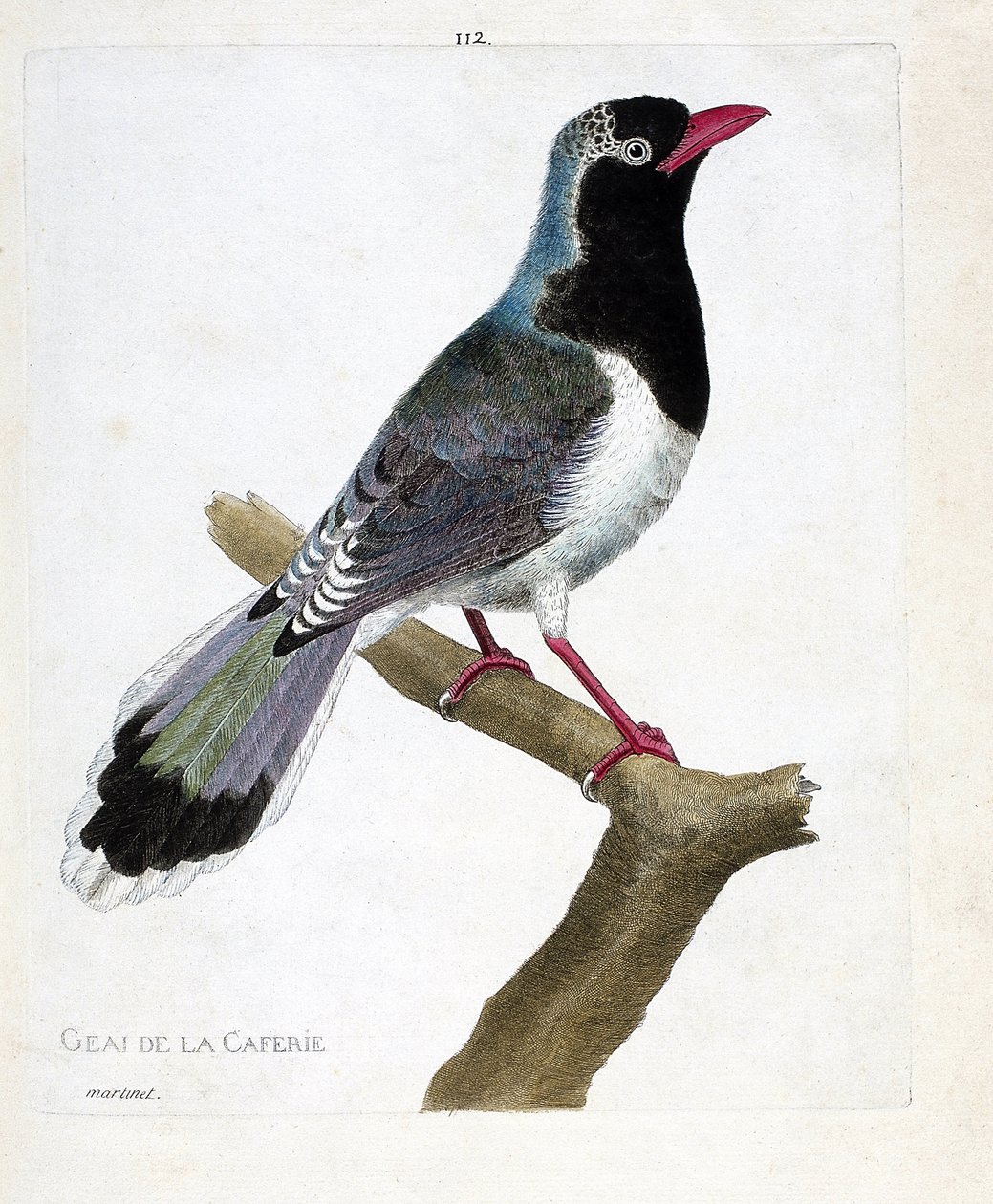 Zoologische kaart (ornithologie): de gaai van het koffiehuis (roodbek pirolla of urocissa erythrorhyncha). Illustratie in 