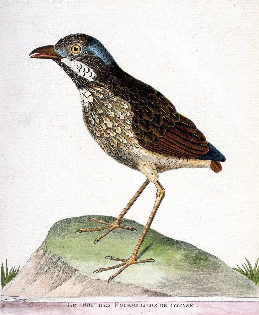 Zoologische kaart (ornithologie): de koning van de vierduizend van Cayenne (grallaire koning of grallaria varia). Illustratie in 