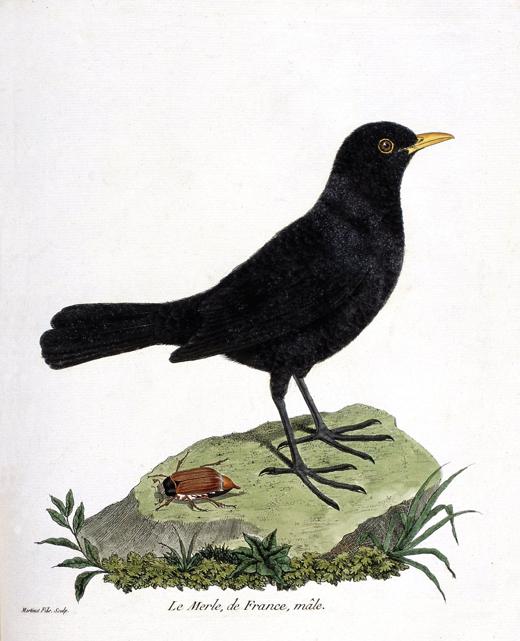Zoologische kaart (ornithologie): de mannelijke merel (zwarte merel of turdus merula). Illustratie in “De Geschiedenis van de Vogels, Geschilderd in Hun Verschijnende en Gevoelige Aspecten” door Francois Nicolas Martinet (1731-1800). Privécollectie. door Francois Nicolas Martinet