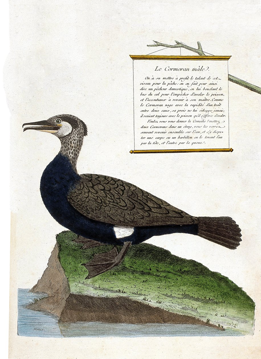 Zoologische kaart (ornithologie): de mannelijke aalscholver (grote aalscholver of phalacrocorax carbo). Illustratie in 