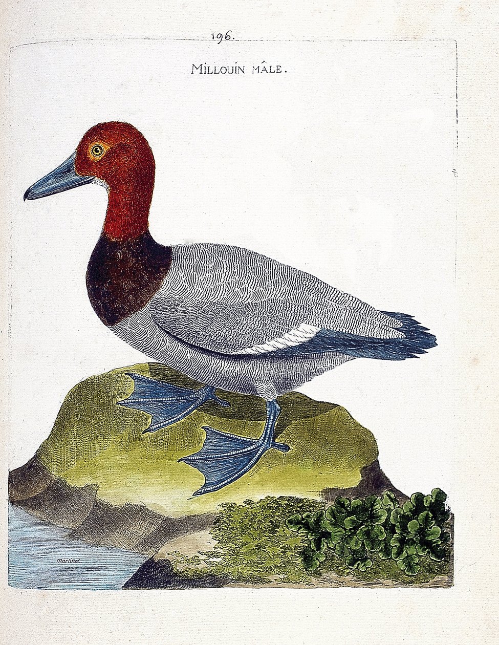 Zoologische kaart (ornithologie): de mannelijke millouin (scaup of Aythia ferina). Illustratie in "De Geschiedenis van de Vogels, Geschilderd in Hun Verschijning en Gevoelige Aspecten" door Francois Nicolas Martinet (1731-1800). Privécollectie. door Francois Nicolas Martinet