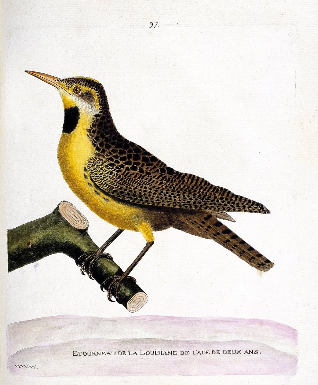 Zoologische kaart (ornithologie): de spreeuw van Louisiana (pretsturnella of sturnella magna) op een tak. Illustratie in 