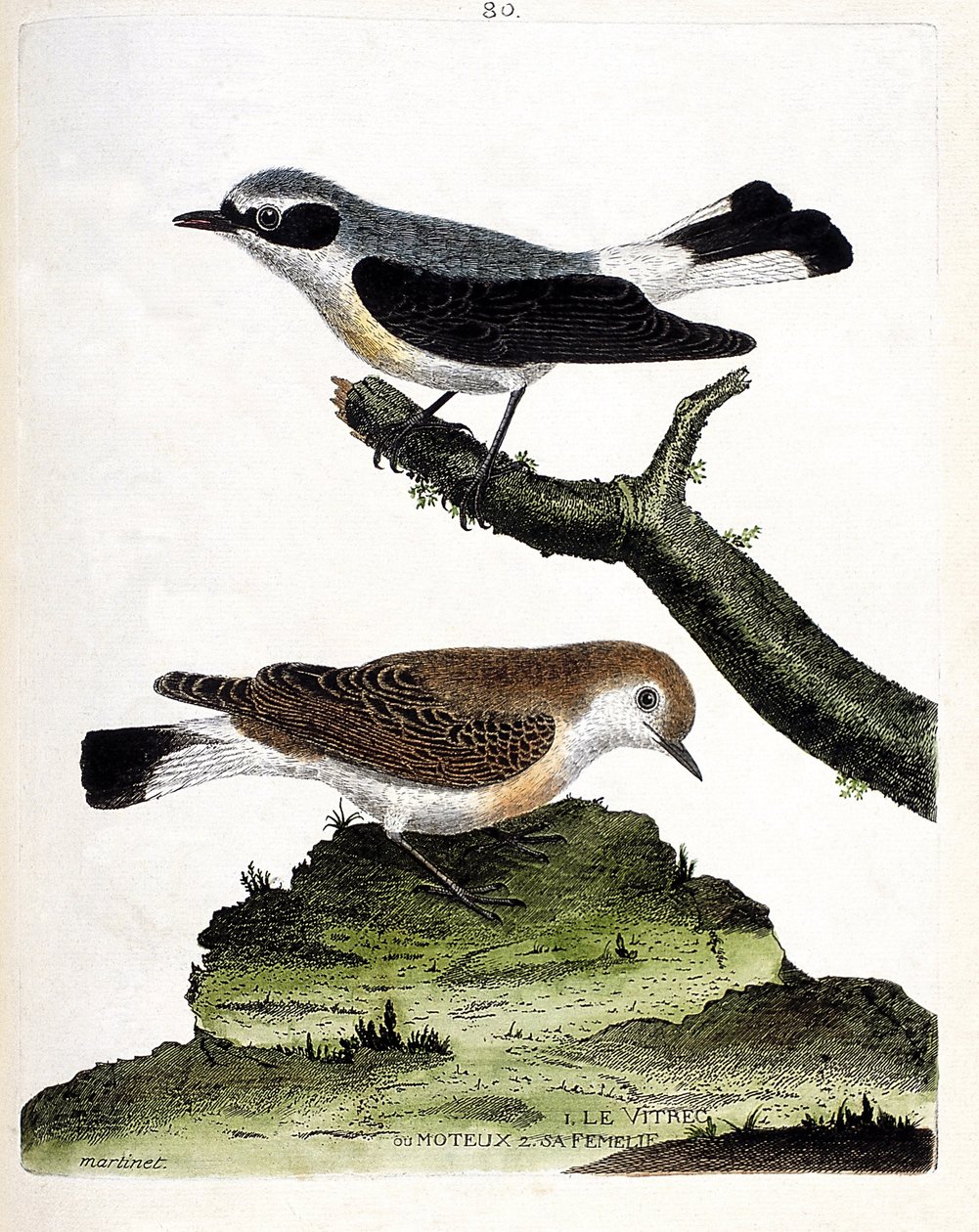 Zoologische kaart (ornithologie): de vitrec (of motous) op de tak en zijn vrouwtje (mottous stalk of oenanth). Illustratie in "De Geschiedenis van de Vogels, Geschilderd in Hun Verschijning en Gevoelige Aspecten" door Francois Nicolas Martinet (1731-1800). door Francois Nicolas Martinet