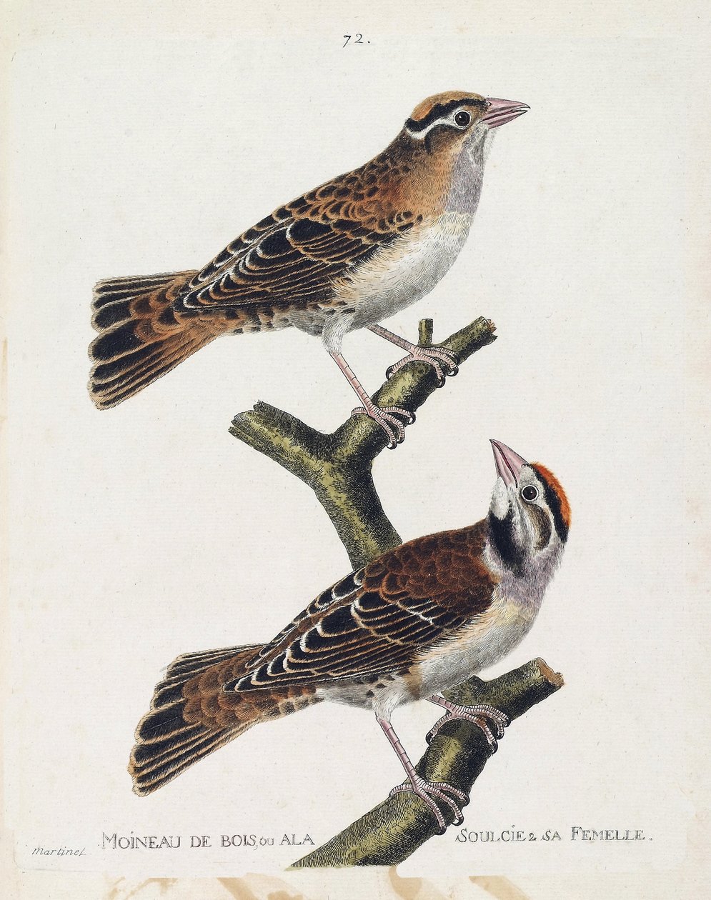 Zoologische kaart (ornithologie): de houtmus of de relief (Hudson mus of spizea arborea) en zijn vrouwtje (relief mus of petronia petronia). Illustratie in 