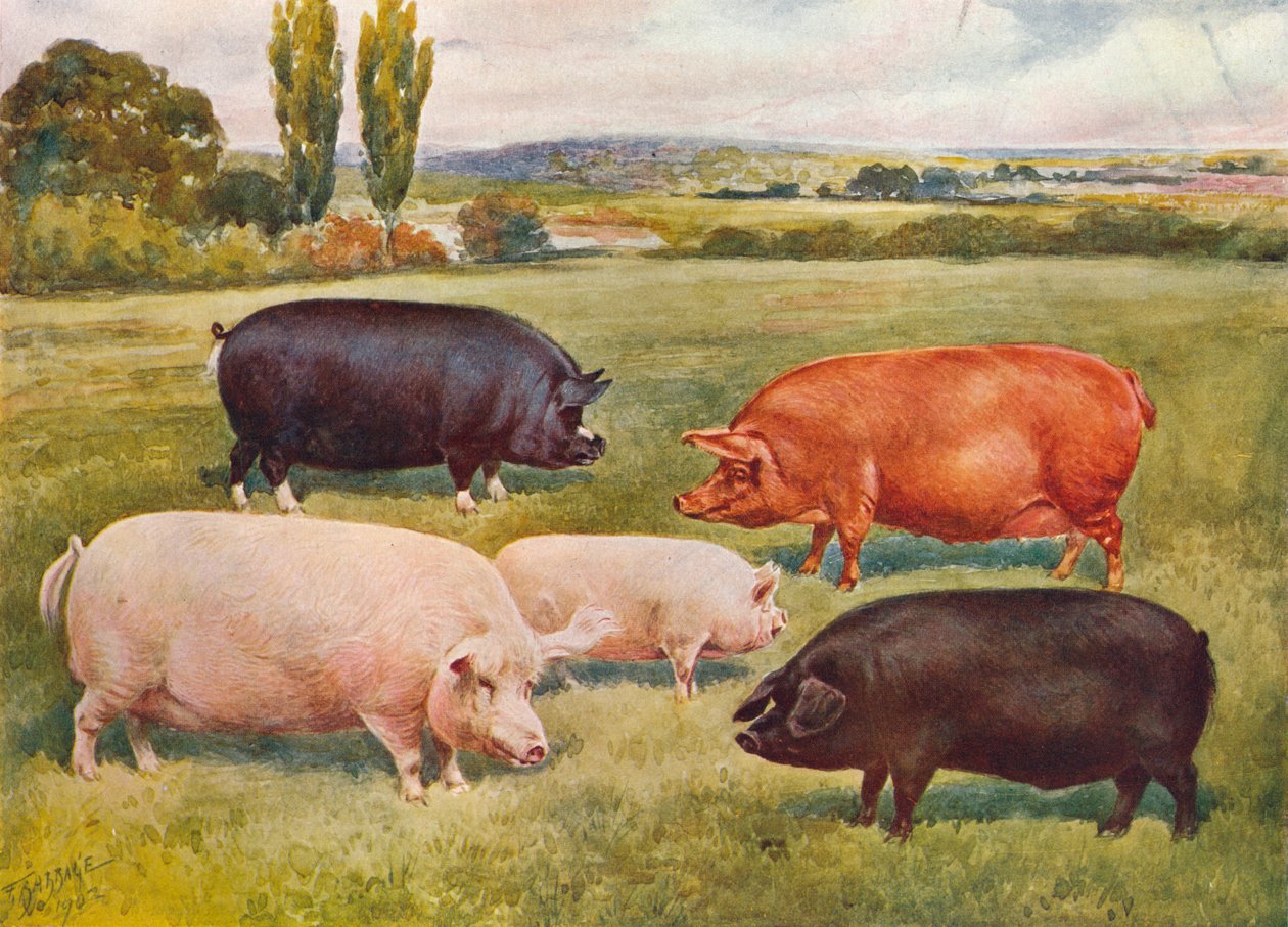 Varkensrassen, ca. 1902-1910 door Frank Babbage