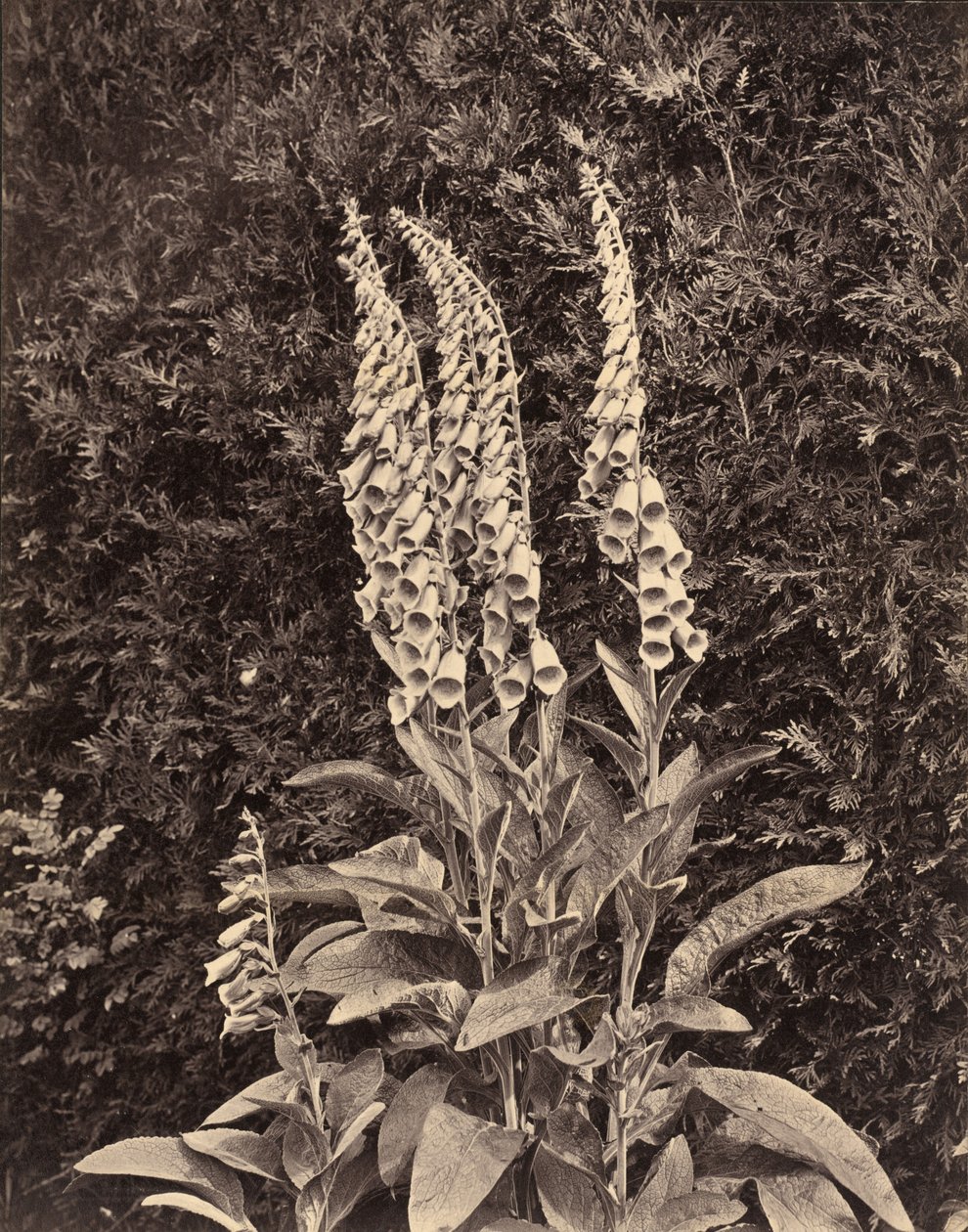 Vingerhoedskruid,c. 1860 (foto) door Frank Mason Good