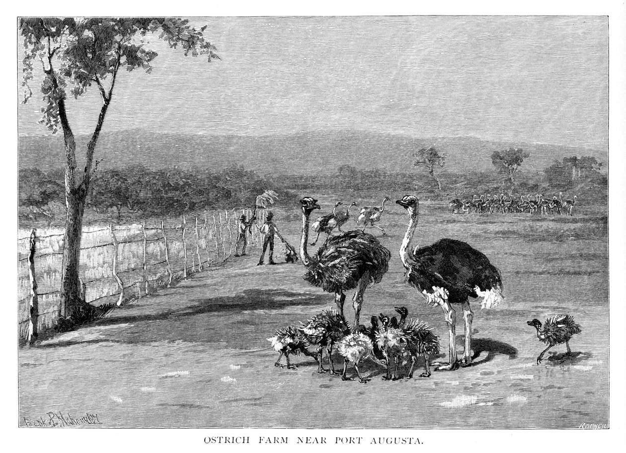 Struisvogelboerderij nabij Port Augusta, Zuid-Australië, 1886 door Frank P. Mahony