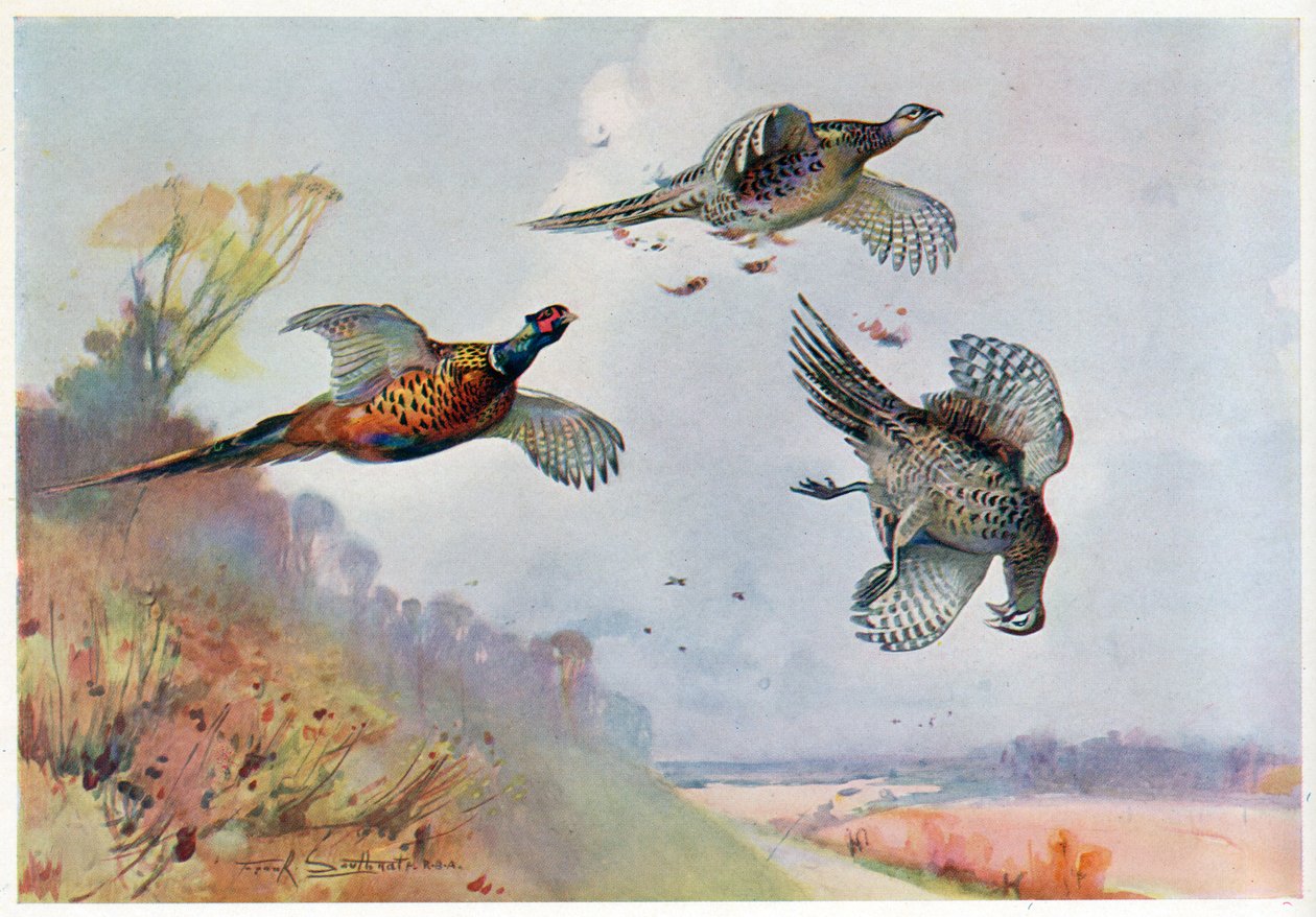 Hoge Fazanten, illustratie uit 