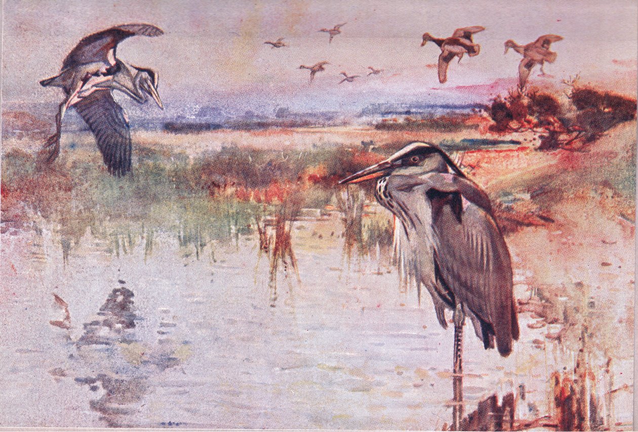 De reiger, illustratie uit Wild Nature & Country Life gepubliceerd door Hodder & Stoughton, ca. 1910 door Frank Southgate