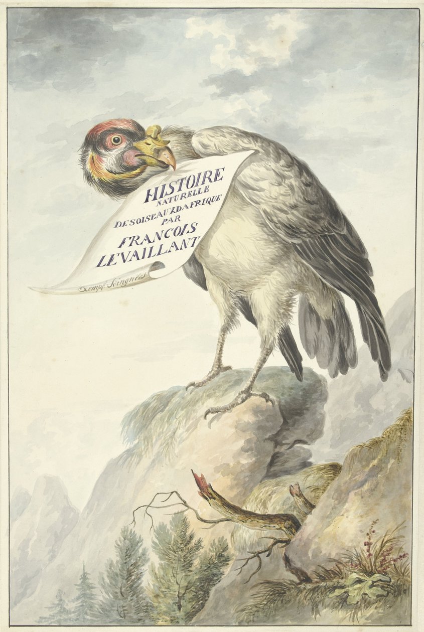 Kamgier met in zijn snavel een blad papier door François Levaillant (circle of)