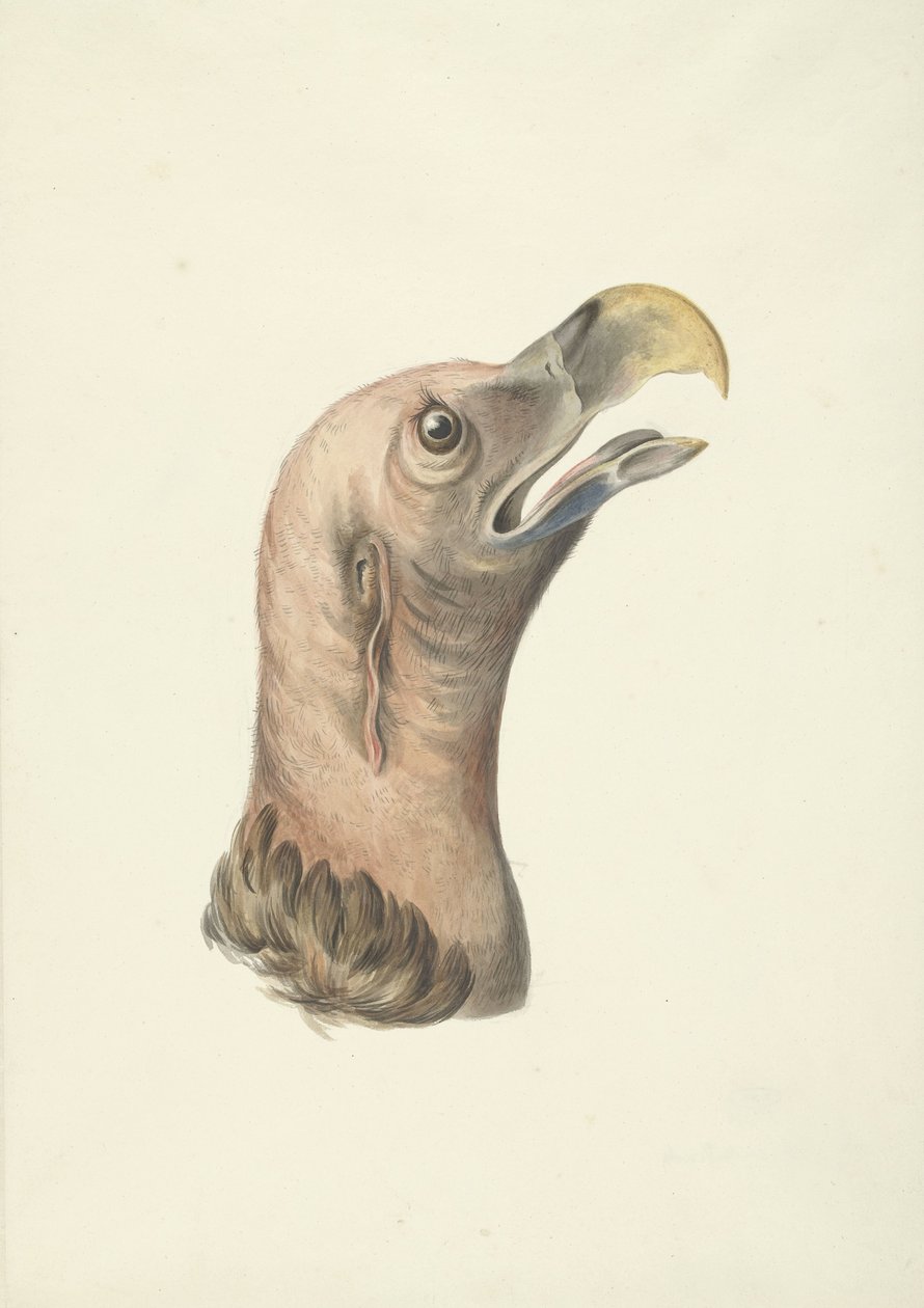 Kop van een Oorgier (Otogyps auricularis Daud) door François Levaillant (circle of)
