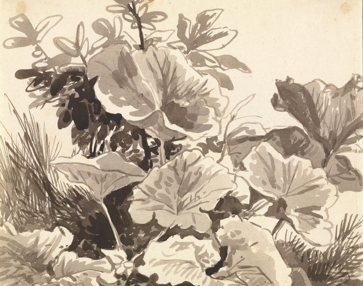 Studie van Klein Hoefblad Bladeren door Franz Innocenz Kobell