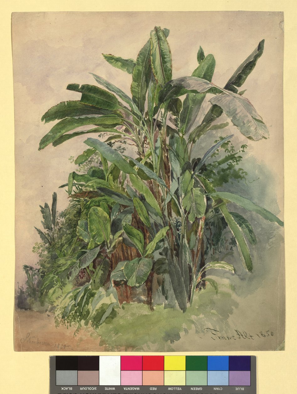 Schönbrunn - Plantenstudie door Franz Alt