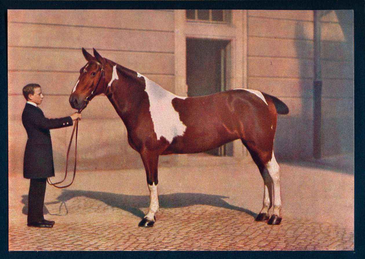 Een foto van een paard genomen met een Zeiss Tessar-lens door Franz Kuhn
