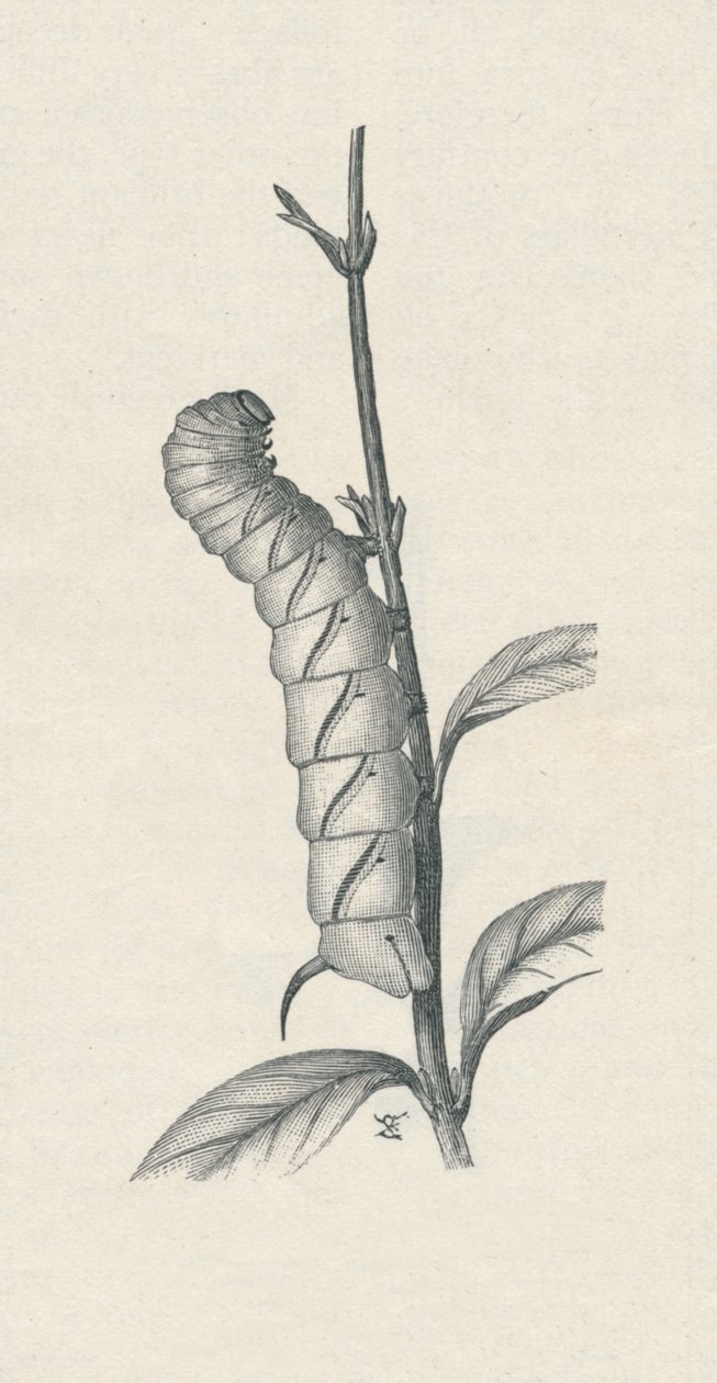 Volgroeide Rups van de Ligusterpijlstaart, c1900, 1910 door Fred Enock