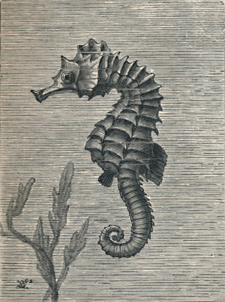 Het zeepaard, onvermomd, rustig zwemmend, ca. 1900-1910 door Fred Enock