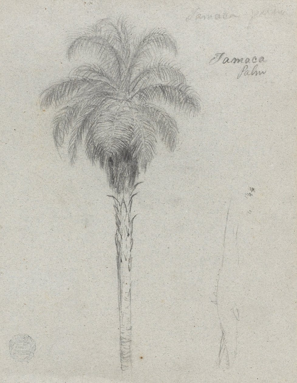 Botanische schets met twee aanzichten van de Tamaca-palm door Frederic Edwin Church