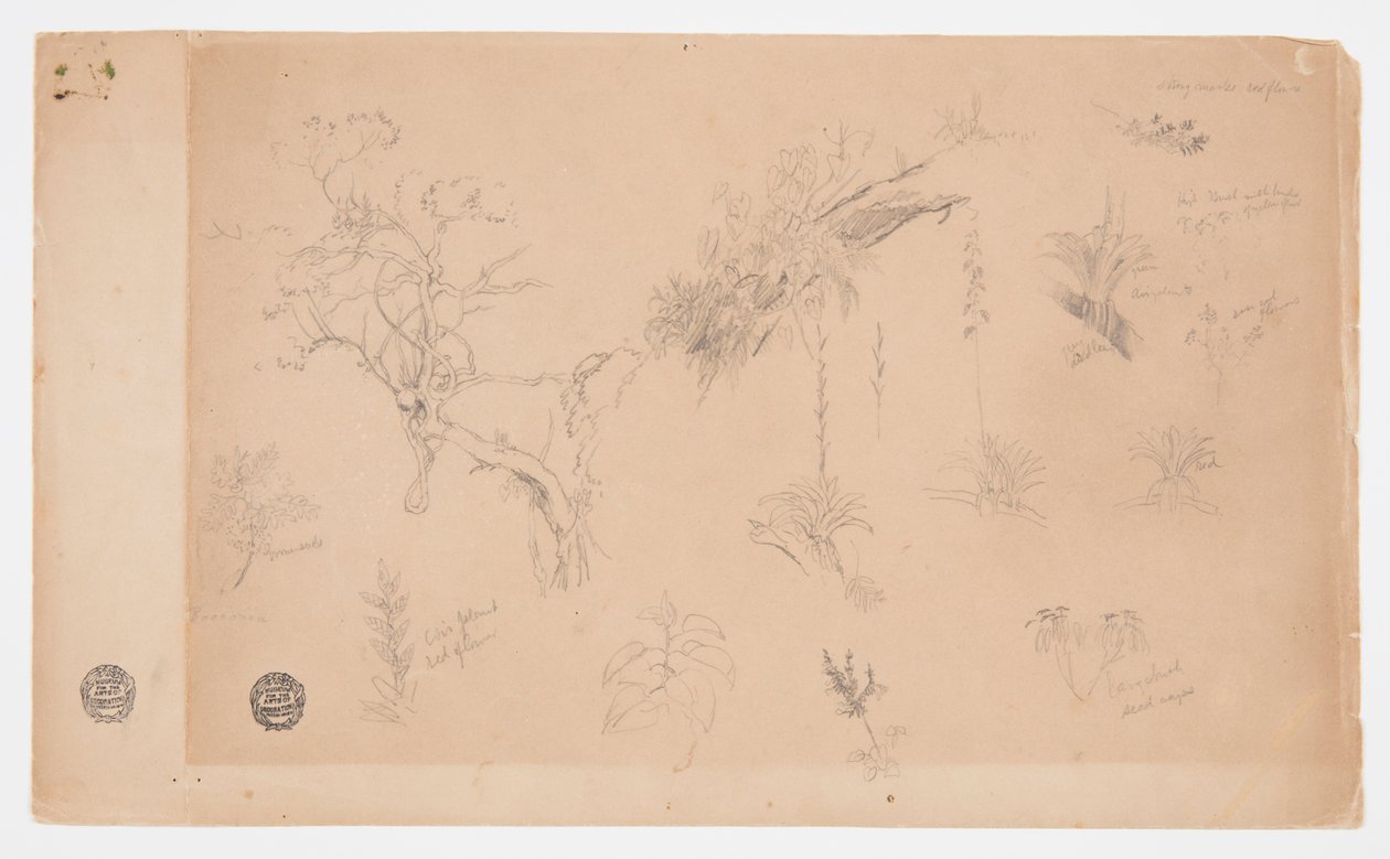 Een Groep van Dertien Botanische Studies uit Colombia of Ecuador door Frederic Edwin Church