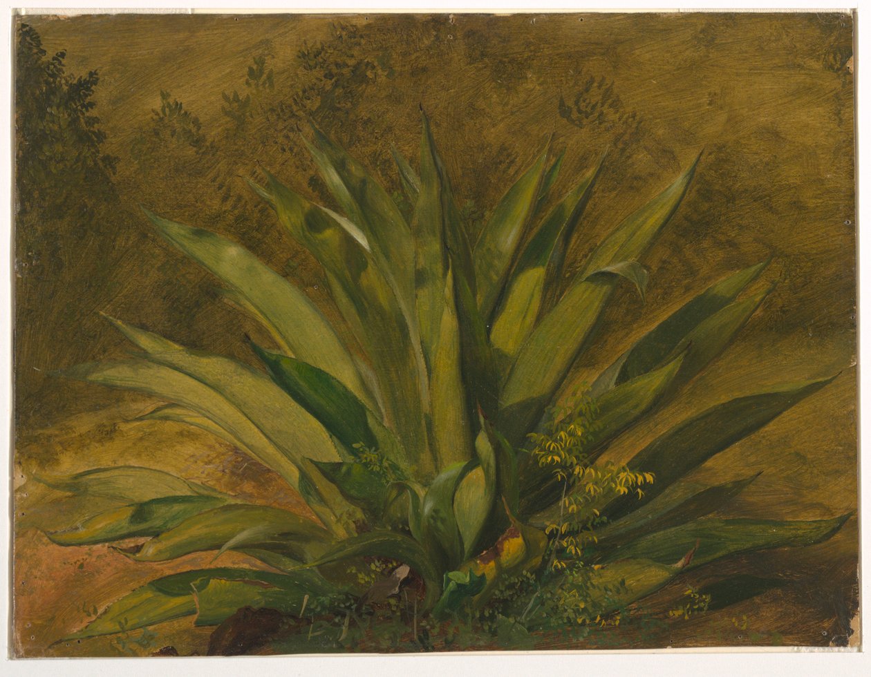 Eeuwplant door Frederic Edwin Church