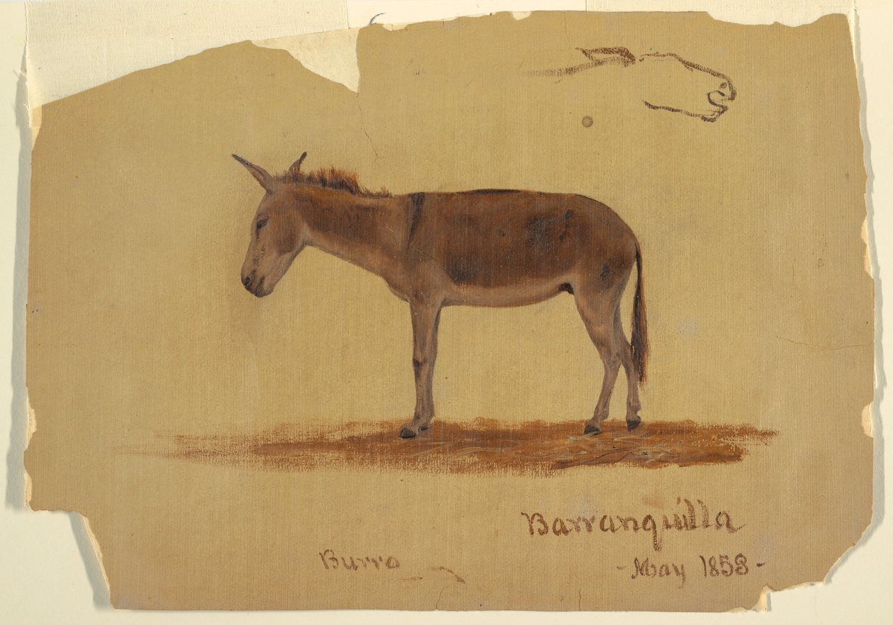 Tekening, Een ezel, Baranquilla, Colombia, mei 1853 door Frederic Edwin Church