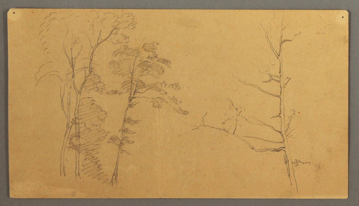 Tekening, Een groep bomen met het bovenste deel van een dode boom, 1866 door Frederic Edwin Church