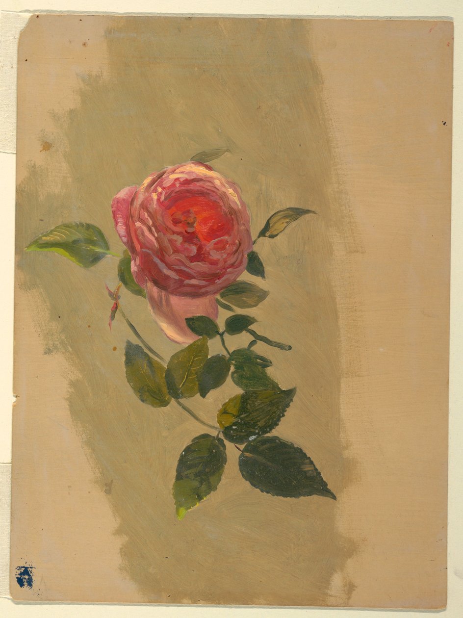 Tekening, Een rozenboom, 1860-70 door Frederic Edwin Church