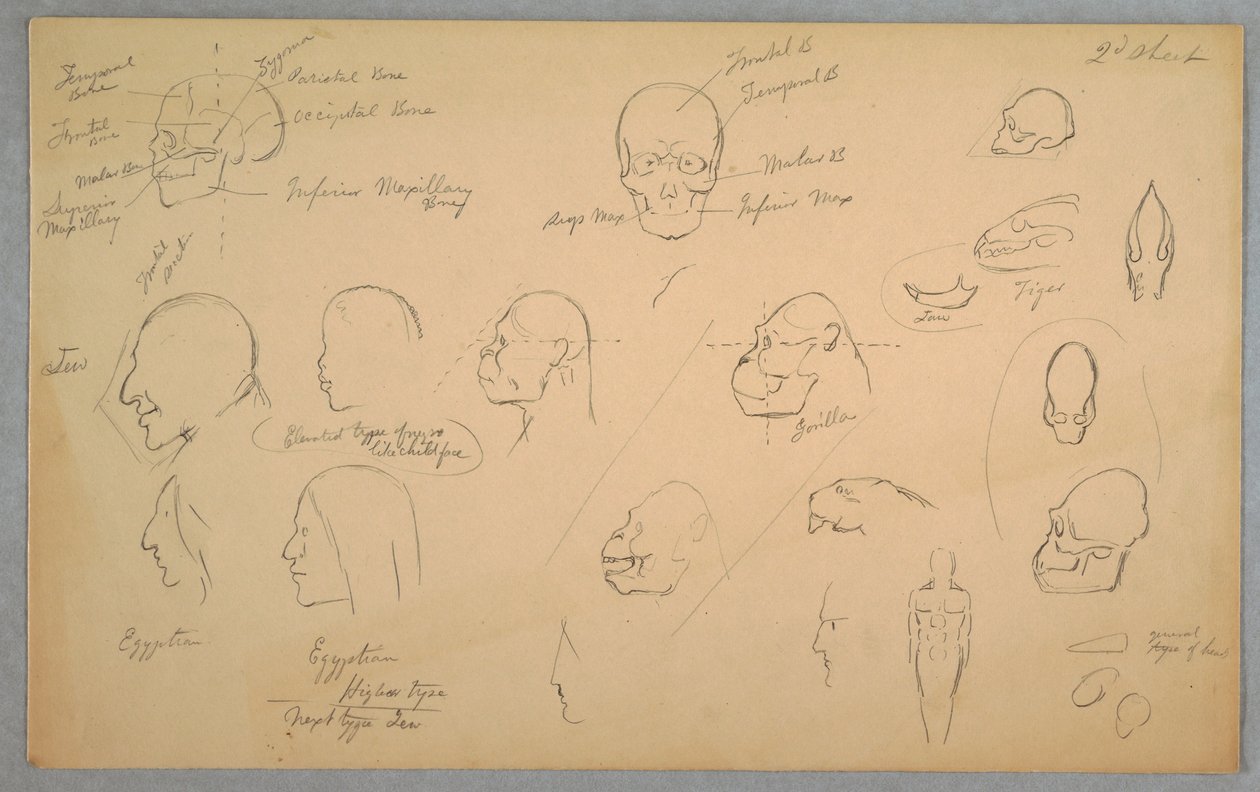 Tekening, Anatomische studies, 1865-70 door Frederic Edwin Church