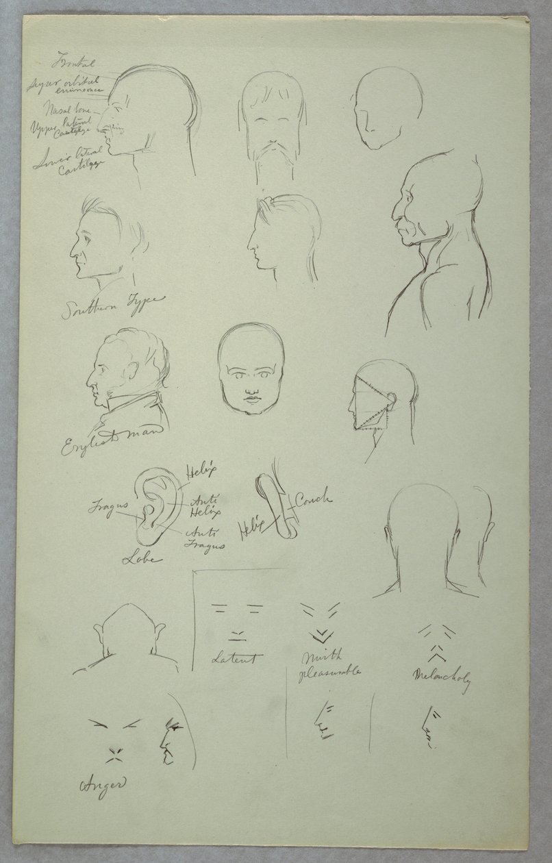 Tekening, Anatomische studies, 1865-70 door Frederic Edwin Church