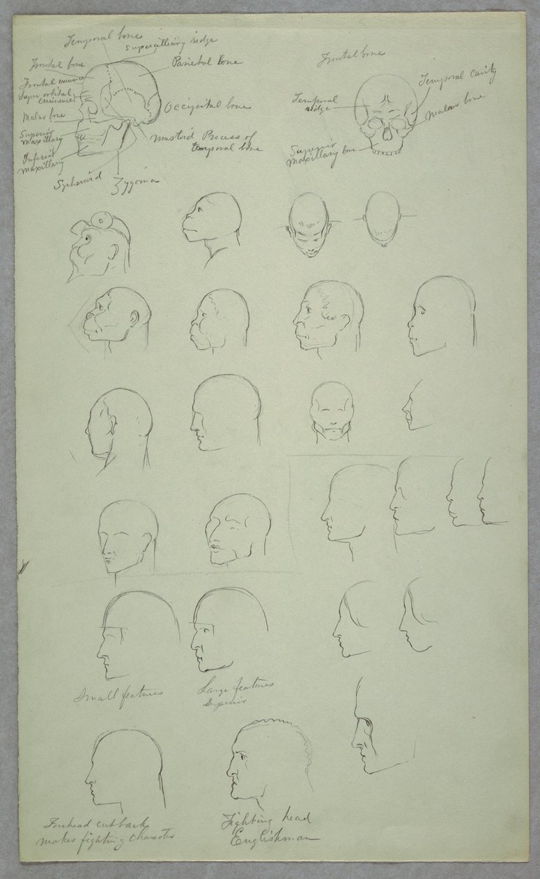 Tekening, Anatomische studies, 1865-70 door Frederic Edwin Church