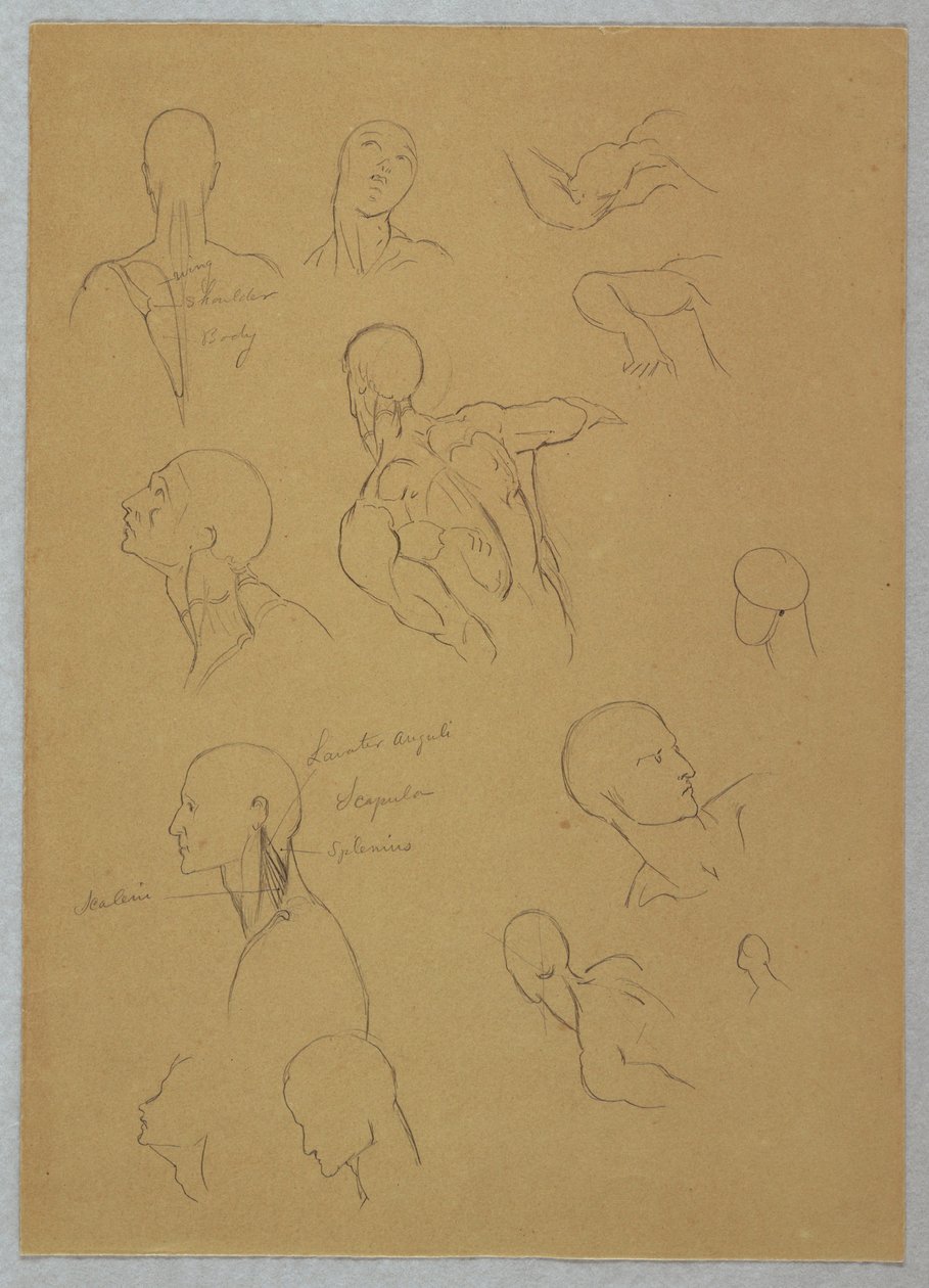 Tekening, Anatomische studies, 1865-70 door Frederic Edwin Church